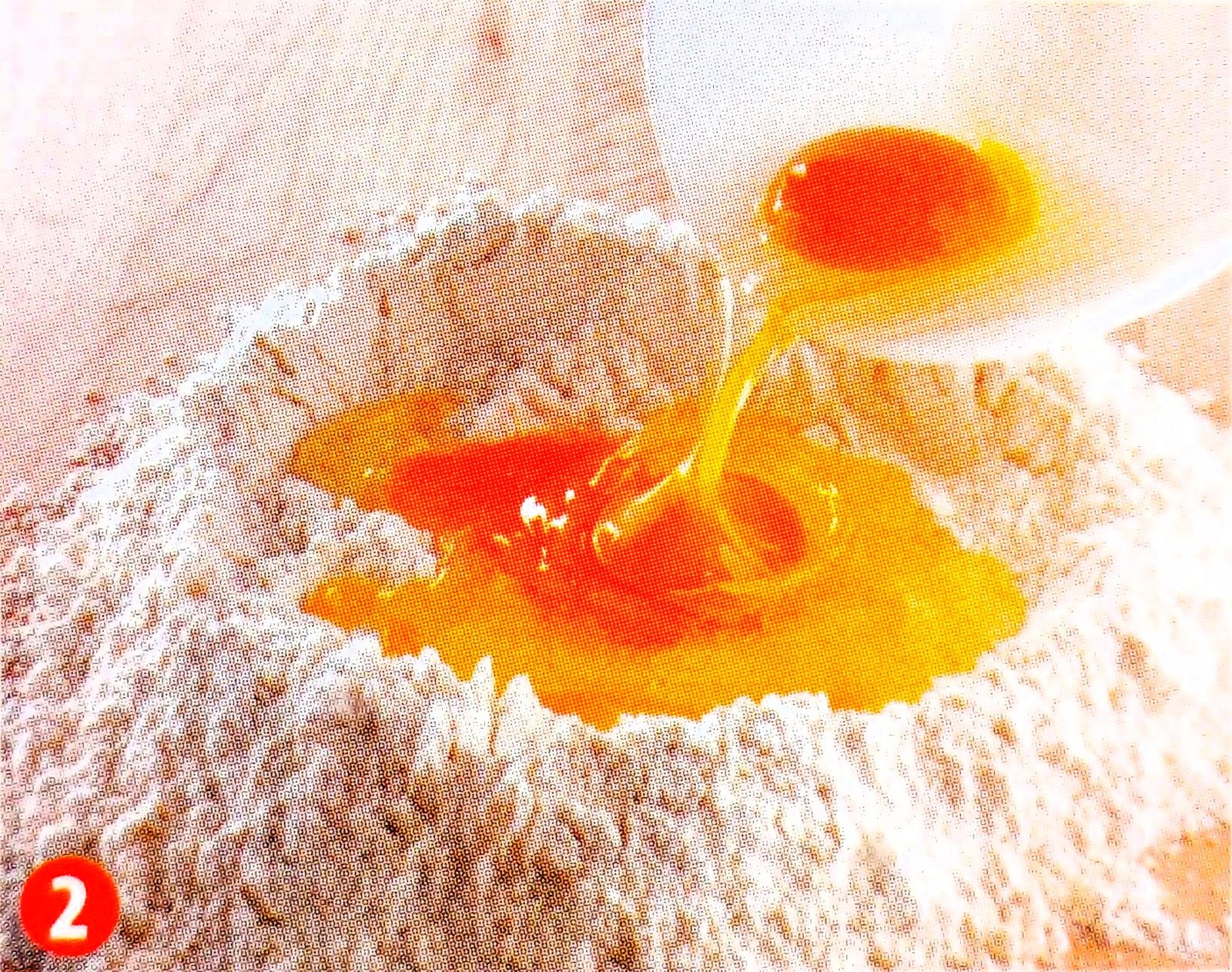 Pasta fresca